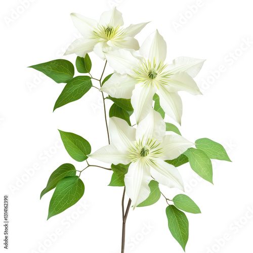 Elegant Clematis Blooms: Exquisite close-up of three pristine white clematis flowers with lush green leaves against a backdrop, capturing their delicate beauty and botanical details.