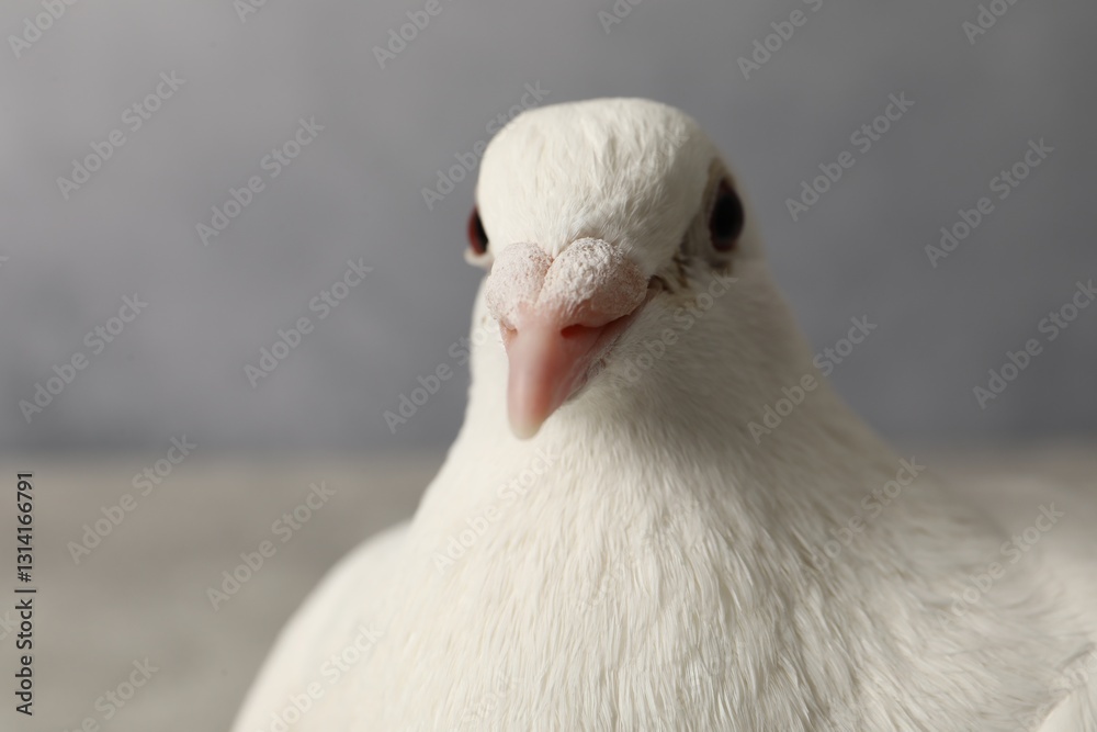 Obraz premium Beautiful white dove on blurred background, space for text