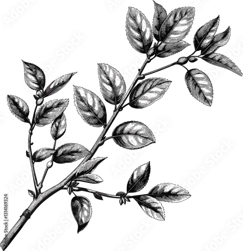 Old botanical tree branch, vector nature sketch, vintage flora drawing, isolated on transparent background, antique plant engraving, hand-drawn twig, classic foliage etching