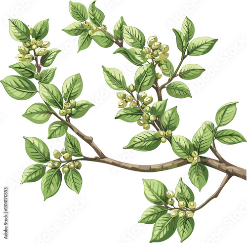 Decorative tree branch vector, old botanical illustration, isolated on transparent background, vintage plant sketch, antique flora drawing, hand-drawn twig, nature engraving