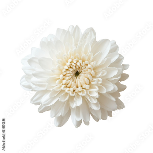 Wallpaper Mural Serene Bloom: A pristine white chrysanthemum, its layered petals radiating elegance and simplicity, sits against a backdrop of purity, showcasing the intricate details of its natural beauty. Torontodigital.ca