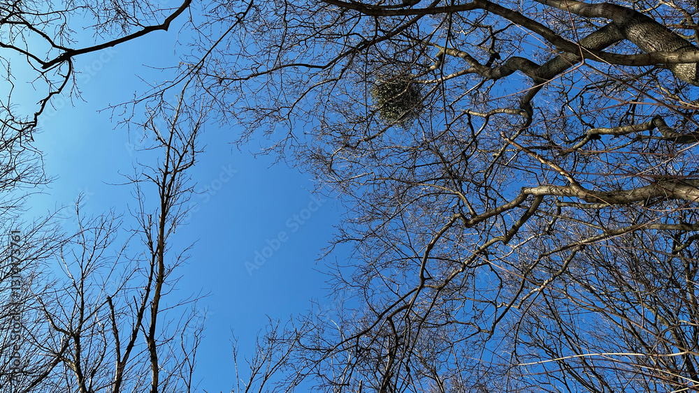 A tree with a bird nest in it is shown against a blue sky. The sky is clear and bright, and the tree is bare A tree with a bird nest in it is shown against a blue sky. The sky is clear and bright, and the tree is bare