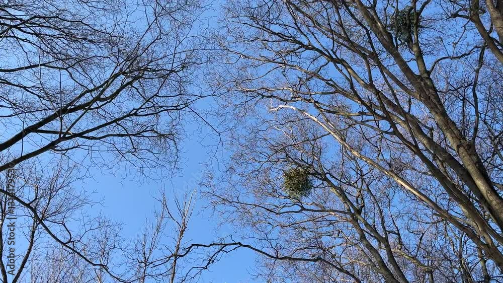 A tree with a bird nest in it is shown against a blue sky