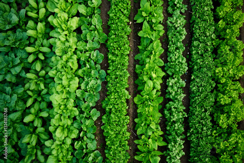 Aerial view of a cultivated field with perfectly aligned rows of vibrant green vegetables, showcasing agricultural order and healthy plant growth photo