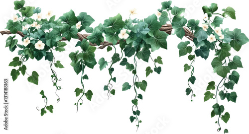green leaves on white background ,Creeper tree foliage border
