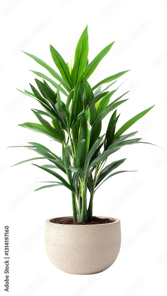 Palm tree house plant in a round beige ceramic planter in white background, house plant PNG Palm tree house plant in a round beige ceramic planter in white background, house plant PNG