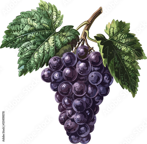 Old botanical illustration, vector grape, isolated fruit, botanical print, vintage grape illustration, isolated on transparent background, antique fruit drawing, botanical art
