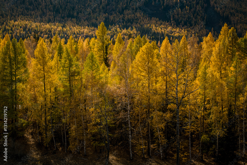 A golden autumn forest in the Altai Republic, showcasing vibrant fall colors and a serene natural atmosphere surrounded by mountains and wilderness.