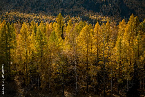 Obraz na płótnie A golden autumn forest in the Altai Republic, showcasing vibrant fall colors and a serene natural atmosphere surrounded by mountains and wilderness. w salonie