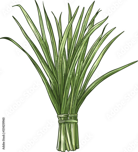 Lemongrass vector, old botanical illustration, isolated plant on transparent background, vintage herb drawing, green lemongrass, nature artwork, natural plant sketch, botanical art