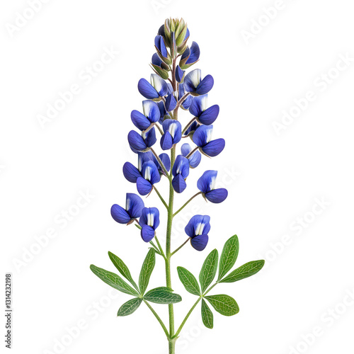 Lupine Blooms: A captivating close-up of a vibrant lupine flower, showcasing its rich blue petals and intricate details, a symbol of natural beauty and botanical elegance.