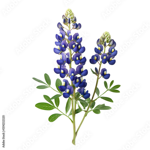 Bluebonnet's Botanical Portrait: A vibrant illustration of Texas bluebonnets showcases the delicate beauty of the iconic wildflower.