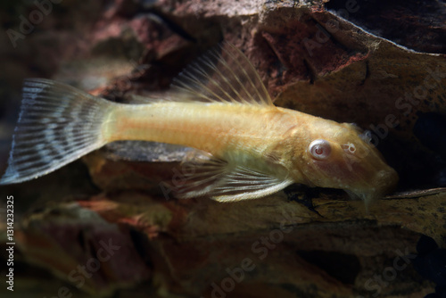 Longfin Bristle nose Pleco (Ancistrus cirrhosus) albino fish in freshwater tank.