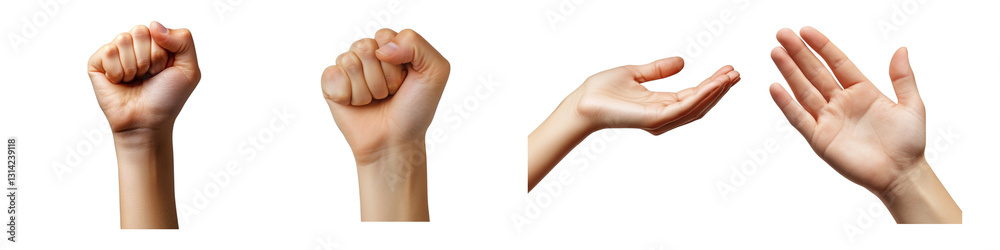 Set of hand gestures including fist, open palm, and relaxed hand isolated on transparent background, Cutout PNG Set of hand gestures including fist, open palm, and relaxed hand isolated on transparent background, Cutout PNG