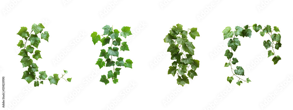 Set of green ivy leaves cascading along branches isolated on transparent background, Cutout PNG Set of green ivy leaves cascading along branches isolated on transparent background, Cutout PNG