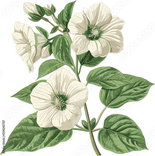 Marshmellow vector isolated on transparent background, botanical illustration, vintage drawing, retro art, plant sketch, isolated botanical art, old botanical print
