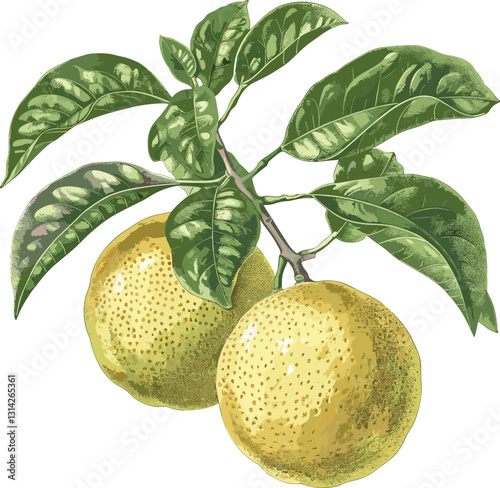 Pomelo fruit, vector botanical illustration, vintage style, isolated on transparent background, old botanical art, tropical fruit design, citrus illustration, vector fruit drawing