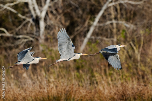 Grey heron (Ardea cinerea) in flight at Isonzo river mouth nature reserve, Isola della Cona, Friuli Venezia Giulia, Italy. Long-legged wading bird of the heron family.