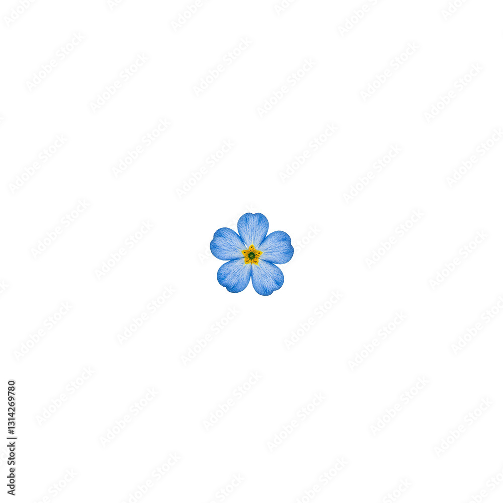 Vibrant forget me not flower with delicate blue petals symbolizing love and remembrance set against a clean white backdrop