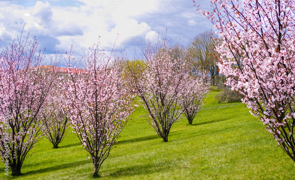 Blooming pink sakura trees on green lawn, grass against the dark blue sky with clouds background. Cherry blossom concept in early spring. Nature background with copy space Blooming pink sakura trees on green lawn, grass against the dark blue sky with clouds background. Cherry blossom concept in early spring. Nature background with copy space