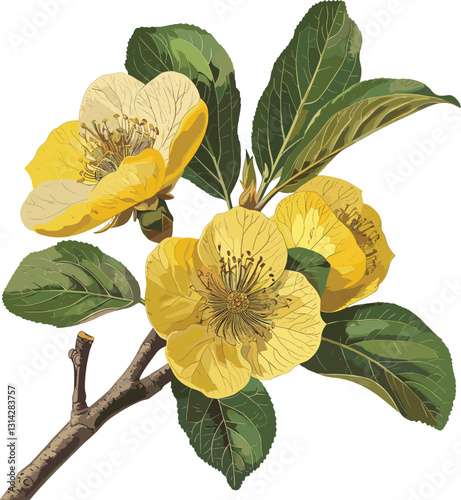 Quince vector isolated on transparent background, old botanical illustration, vintage botanical art, fruit illustration, hand-drawn Quince, classic botanical design, botanical fruit sketch