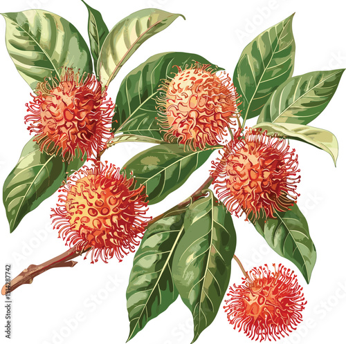 Rambutan botanical illustration, vector fruit isolated, transparent background, tropical fruit art, vintage botanical drawing, exotic fruit illustration, old botanical print