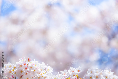 Photography Cherry blossom  flower in spring for background or copy space for text