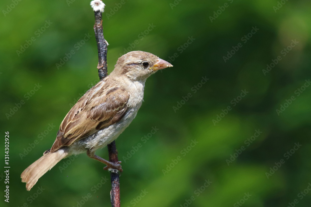 Obraz premium Haussperling / House sparrow / Passer domesticus.