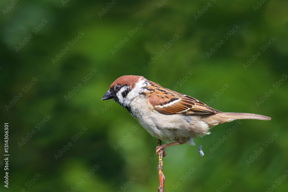 Fototapeta premium Feldsperling / Eurasian tree sparrow / Passer montanus
