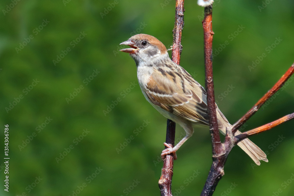 Obraz premium Feldsperling / Eurasian tree sparrow / Passer montanus