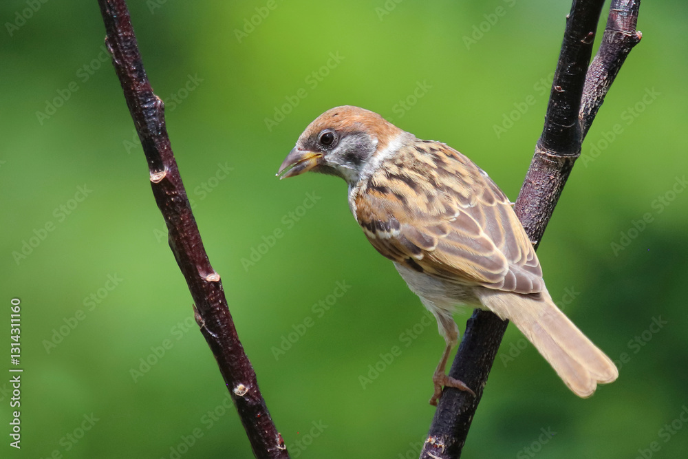 Fototapeta premium Feldsperling / Eurasian tree sparrow / Passer montanus