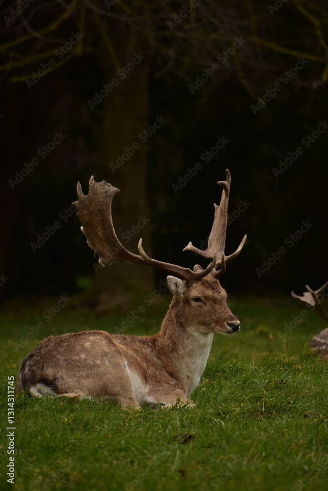 Fototapeta premium Deer in Ireland