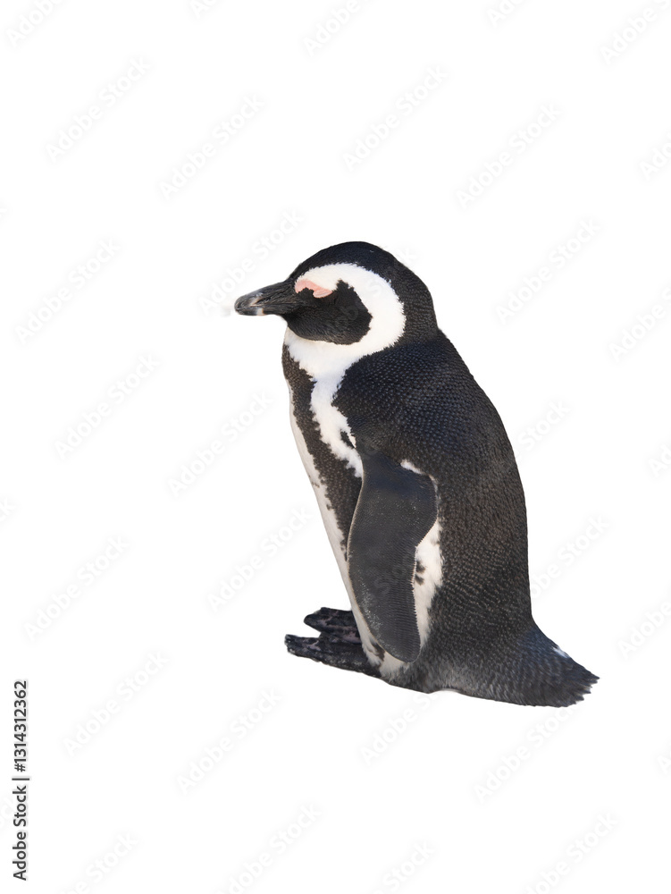 Obraz premium The African penguin (Spheniscus demersus). South Africa