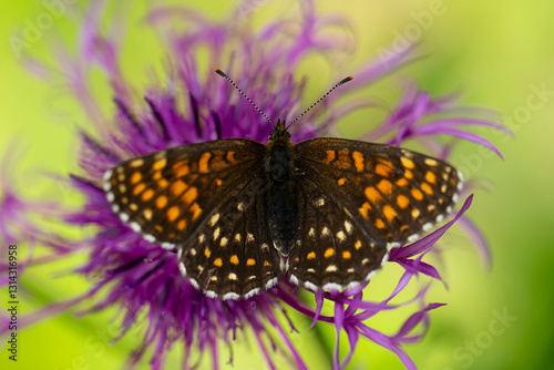 false heath fritillary (Melitaea diamina) sucking on a Centaurea spec. photo