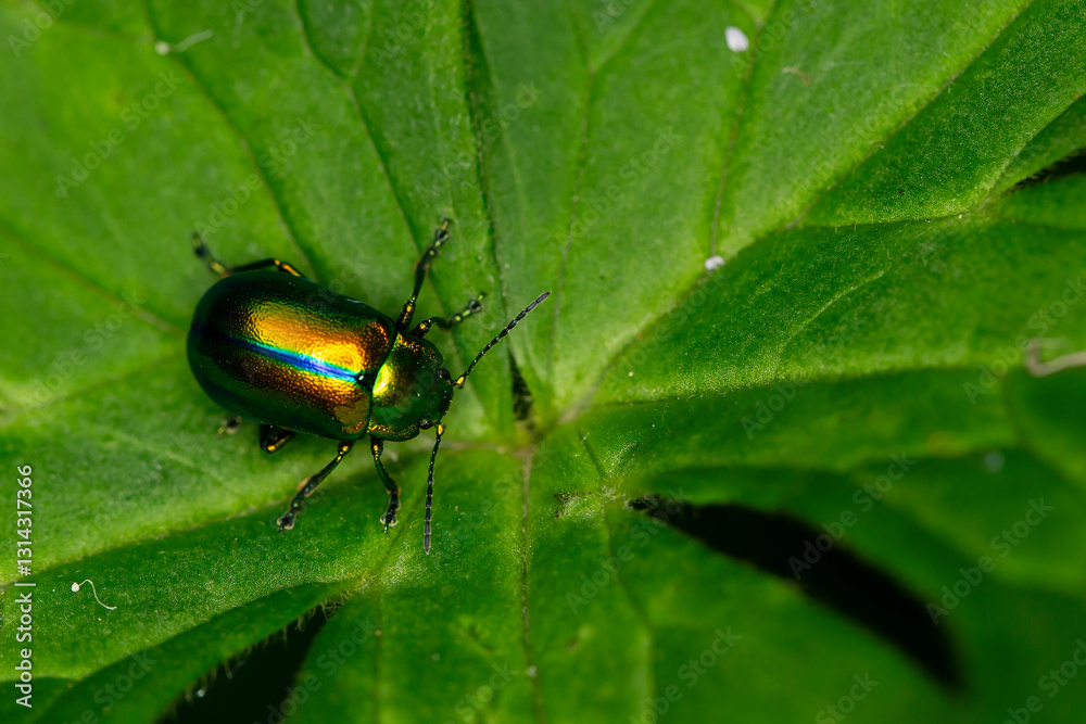 oreina alpestris is a species oif beetles of chrysomelidae oreina alpestris is a species oif beetles of chrysomelidae
