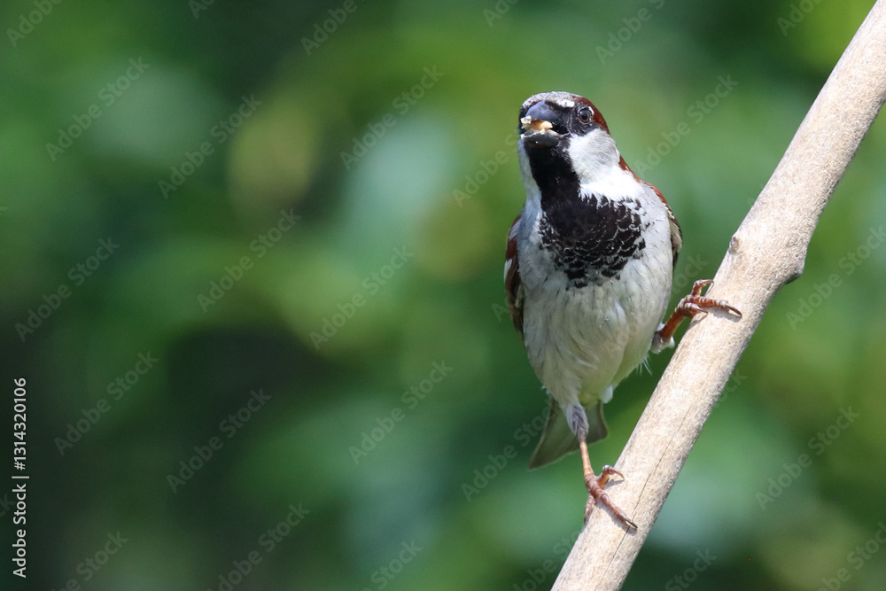 Obraz premium Haussperling / House sparrow / Passer domesticus