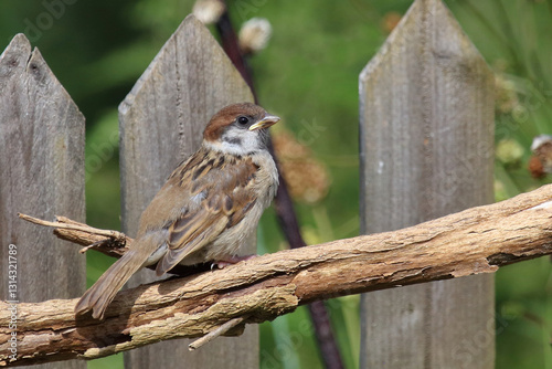 Feldsperling / Eurasian tree sparrow / Passer montanus