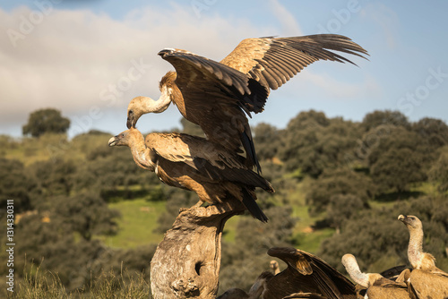 Foto Close-up of a pair of griffon vultures in their mating ritual, horizontal
