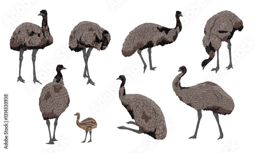 Emu set. Dromaius novaehollandiae birds and their chicks. Realistic vector animal