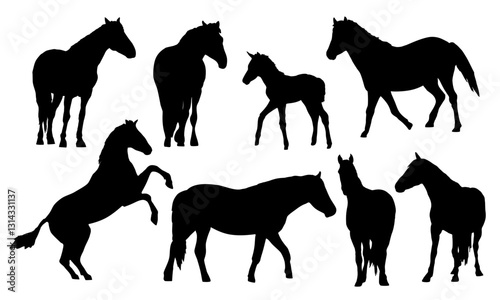 Set of silhouettes of domestic horses. Realistic vector animal