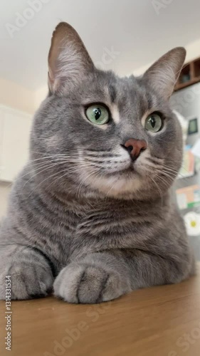A curious gray cat with expressive green eyes sits on a table in the kitchen, attentively looking from side to side.