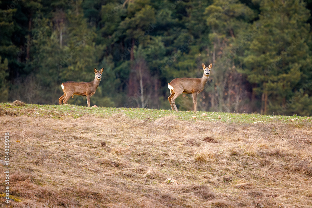 roe deer walking in the field