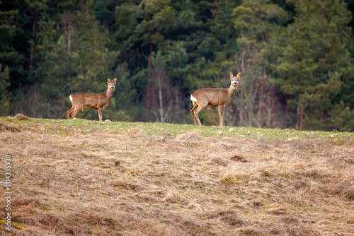 Obraz na płótnie roe deer walking in the field w salonie
