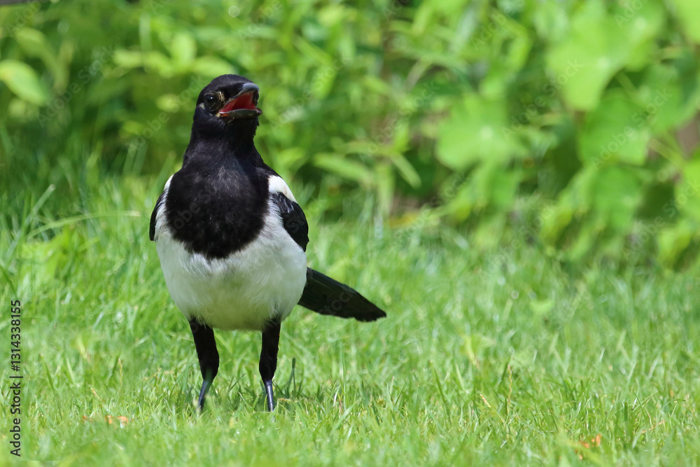 Fototapeta premium Elster / Eurasian magpie / Pica pica pica