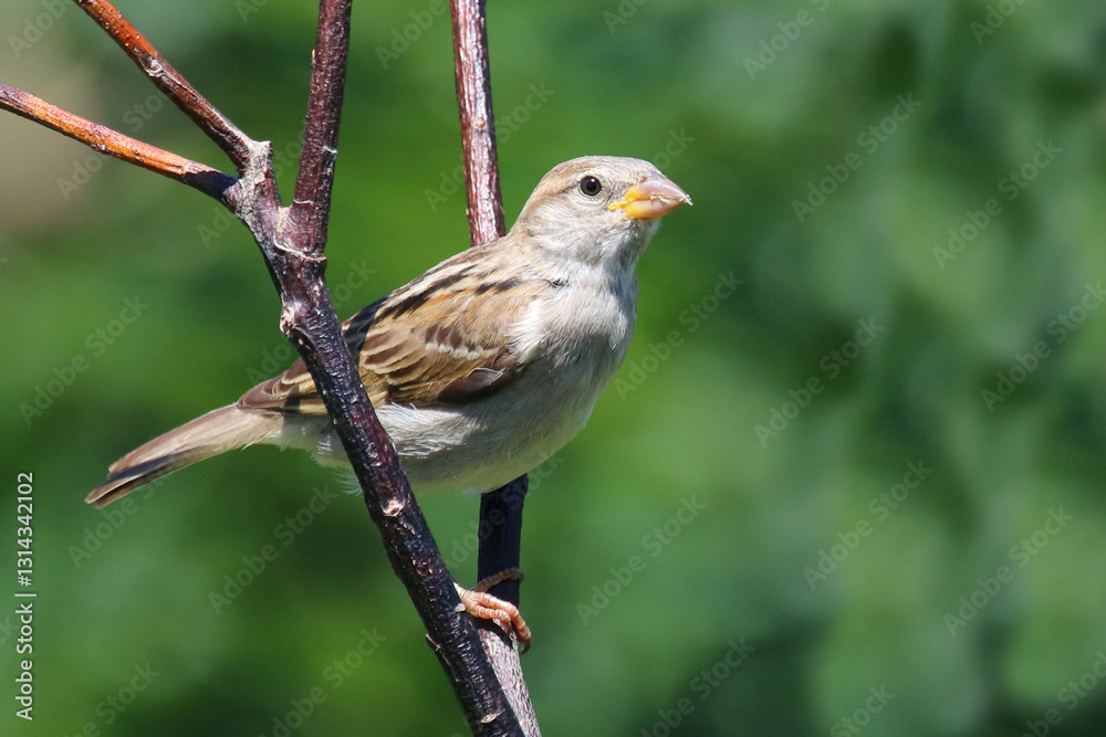 Fototapeta premium Haussperling / House sparrow / Passer domesticus