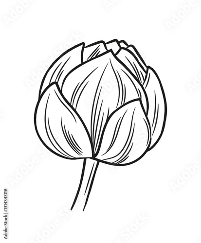 Outline flower sketch. Trendy doodle drawing with beautiful unopened flower bud. Trendy botanical design element for engraving. Hand drawn vector illustration in line art style isolated on background