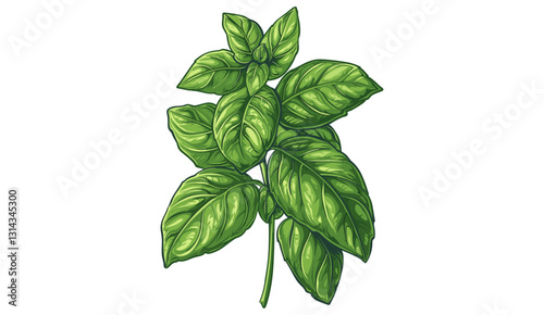 Basil vector, botanical illustration, isolated on transparent background, vintage herb sketch, plant art, garden design