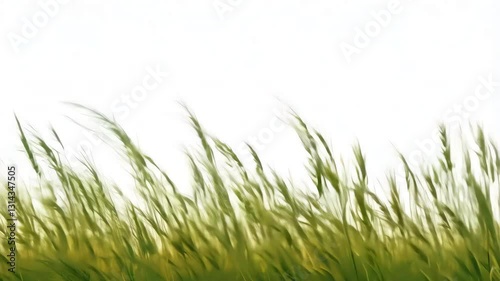 A seamless looping animation of mountain grass gently swaying in the wind, with fine details of each blade moving naturally, rendered with an alpha channel for easy background placement.