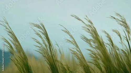 A seamless looping animation of mountain grass gently swaying in the wind, with fine details of each blade moving naturally, rendered with an alpha channel for easy background placement.