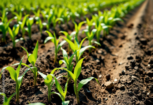 Young corn plants grow vigorously in rich dark soil, basking in warm sunshine on a fertile agricultural field. photo